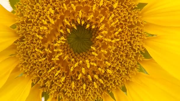 Sonnenblume Nahaufnahme Der Blume Mit Hummel — Stockvideo