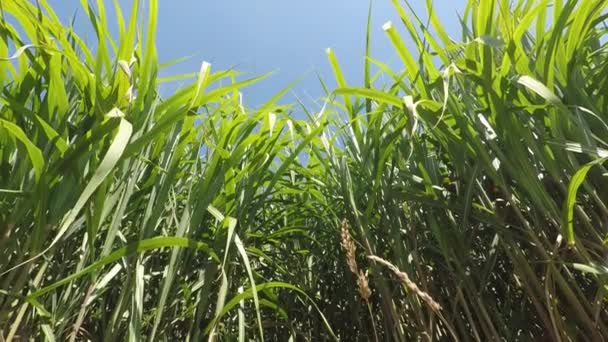 Schakeloptie Gras Zomer Met Jonge Verse Planten — Stockvideo