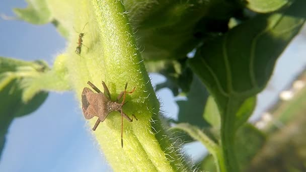 Dock Bug Een Stam Van Een Zonnebloem — Stockvideo