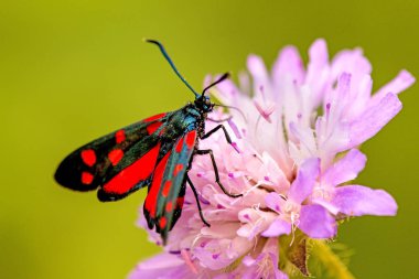 bir tarla nın çiçek üzerinde altı nokta burnet uyuz