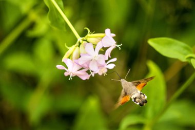 Avrupa gürgen, arka ışıkbahargenç yaprakları