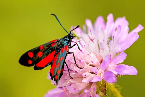 Six-spot burnet on a flower of a field scabious — Stock Photo, Image