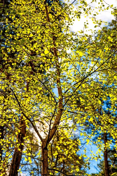 Европейский рог, молодые листья весной в задней части света — стоковое фото