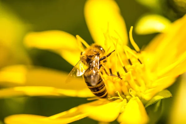 Honey Bee på en gul blomma på sommaren i Tyskland — Stockfoto