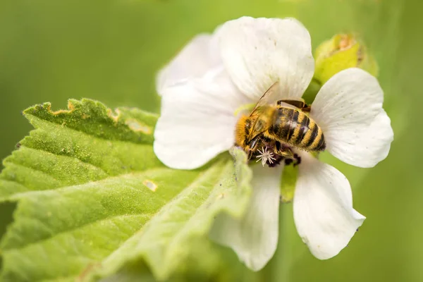 La abeja de miel sobre la flor del malvavisco en verano en Alemania —  Fotos de Stock