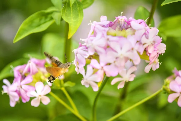 Europeiska Avenbok Unga Blad Våren Bakljus — Stockfoto