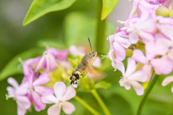 Europeiska Avenbok Unga Blad Våren Bakljus — Stockfoto