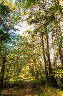 ışık ve gölge ile Polonya 'da Baltık sahilinde orman