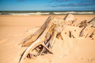 Baltık Denizi'nin bir sahilde dalgaların karaya attığı odun