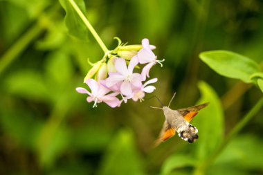sinekkuşu şahin güvesi bir soapwort bir çiçek üzerinde