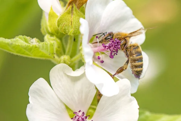 La abeja de miel sobre la flor del malvavisco en verano en Alemania —  Fotos de Stock