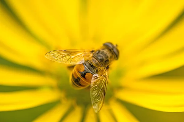 Drone fly, hoverfly en la flor amarilla — Foto de Stock