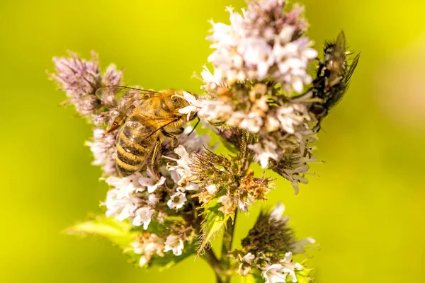 Honey Bee Blomma Pepparmynta Sommaren Tyskland — Stockfoto