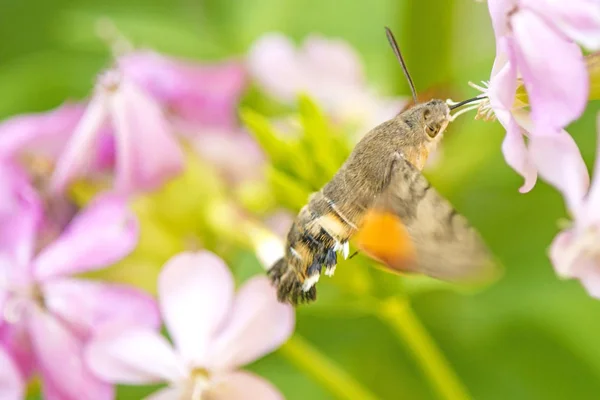 Kolibrie Hawk Vlinder Een Bloem Van Een Soap Wort — Stockfoto