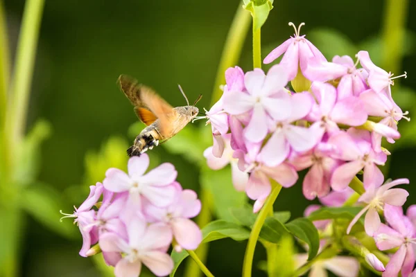 Kolibrie Hawk Vlinder Een Bloem Van Een Soap Wort — Stockfoto