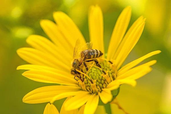 Honey Bee Yellow Flower Summer Germany — Stock Photo, Image