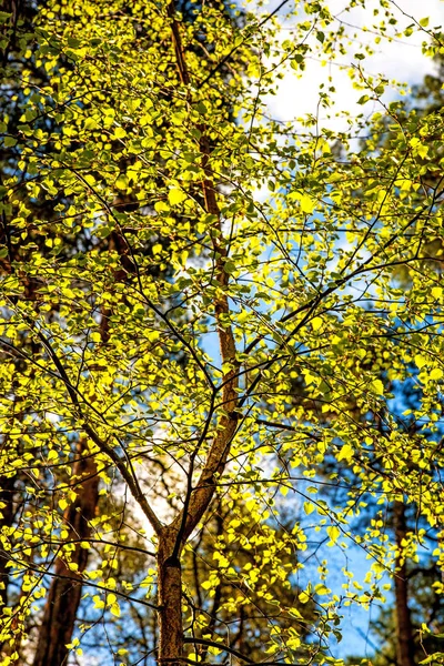 Hainbuche Junges Blatt Frühling Gegenlicht — Stockfoto