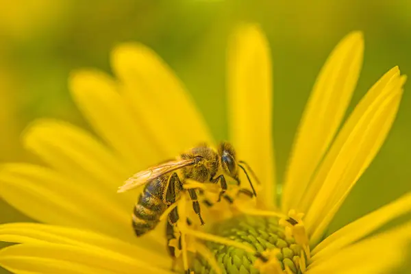 Honey Bee Gul Blomma Sommaren Tyskland — Stockfoto