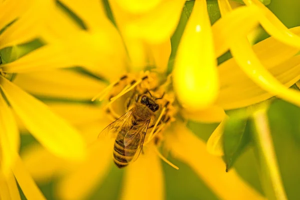 Honey Bee Gul Blomma Sommaren Tyskland — Stockfoto