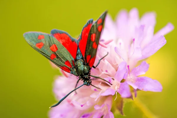 Six-spot burnet on a flower of a field scabious — Stock Photo, Image