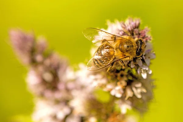 Honey Bee på en blomma av en pepparmynta på sommaren i Tyskland — Stockfoto