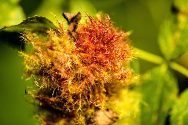 gül bedeguar Gall, Olgun Gall bir köpek üzerinde yaz ayında Almanya 'da yükseldi