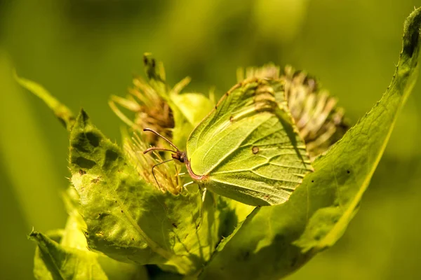 Brimstone butterfly on a thistle flower — Stock Photo, Image