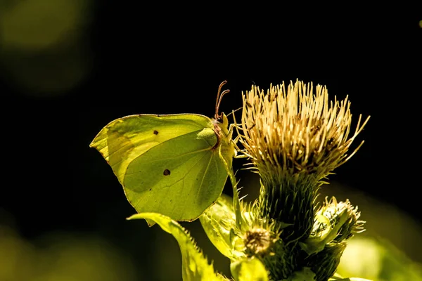 Borboleta de enxofre em uma flor de cardo — Fotografia de Stock