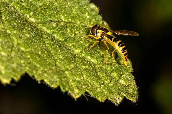 Hoverfly w makro na liściu — Zdjęcie stockowe