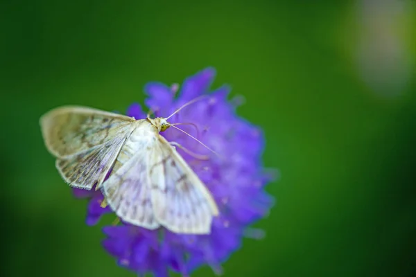 The mother of pearl moth on a field scabious — Stock Photo, Image