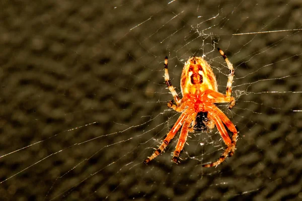 Garden spider with caught fly — Stock Photo, Image