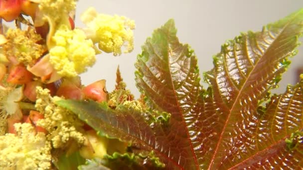 Planta Aceite Ricino Con Flor Hoja — Vídeos de Stock