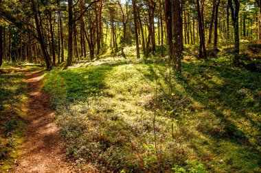 Polonya'da Baltık denizinde orman