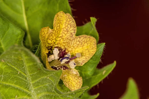 Мбане, средневековое лекарственное растение с цветком — стоковое фото