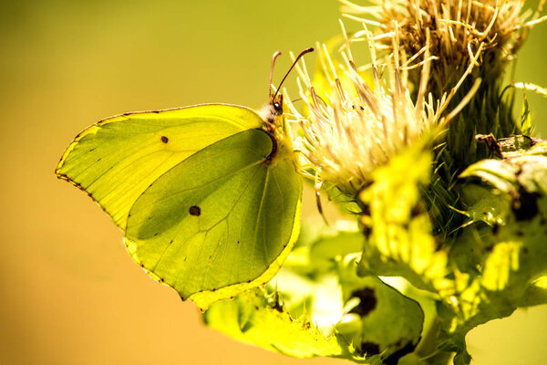 brimstone butterfly on a thistle flower