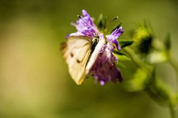 Капустная бабочка на цветке чешуйчатого поля — стоковое фото