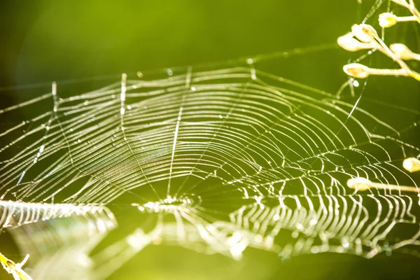 Spider web with green blurred background — Stock Photo, Image