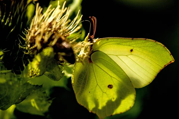 Borboleta de enxofre em uma flor de um cardo de repolho — Fotografia de Stock