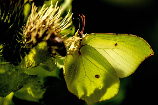 brimstone butterfly on a flower of a cabbage thistle