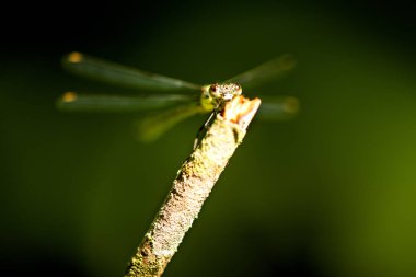 Bir dalda oturan yusufçuk.