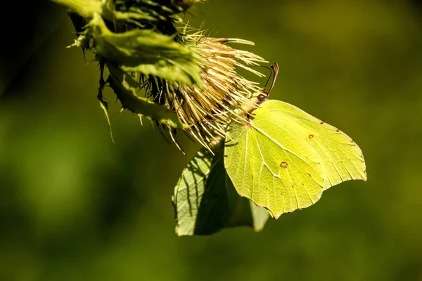 Brimstone butterfly on a flower of a cabbage thistle — Stock Photo, Image