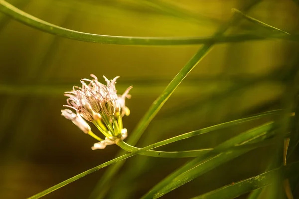 盛开的韭菜, 厨房药草的花朵特写 — 图库照片