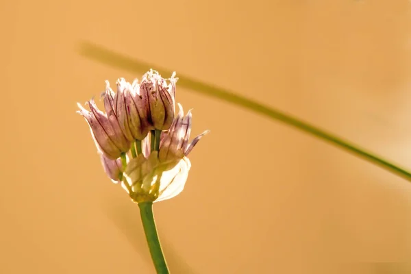 Kwitnący szczypiorek, zbliżenie kwiatu zioła kuchenne — Zdjęcie stockowe
