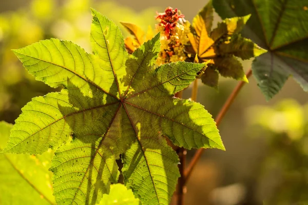 Rizinusöl-Pflanze mit Blättern und Blüten — Stockfoto