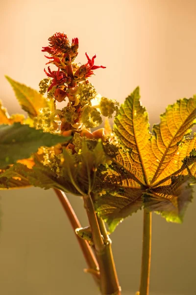 Rizinusöl-Pflanze mit Blättern und Blüten — Stockfoto