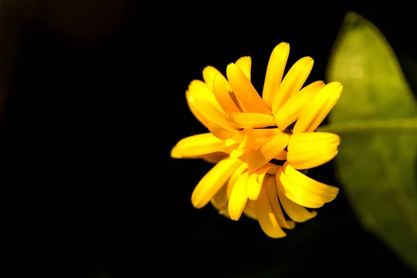 Calendula, geneeskrachtige plant met bloem — Stockfoto