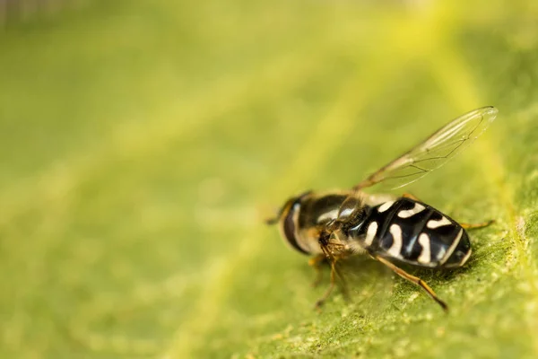 Pied Hoverfly w makro — Zdjęcie stockowe