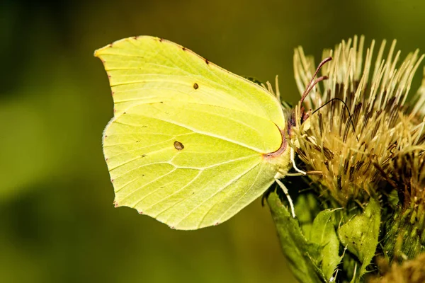 Brimstone butterfly on a flower of a cabbage thistle — Stock Photo, Image