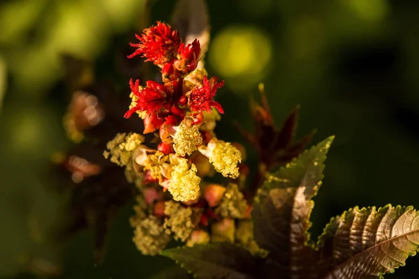 Rizinusöl-Pflanze mit Blättern und Blüten — Stockfoto
