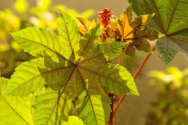 Planta de aceite de ricino con hojas y flores —  Fotos de Stock